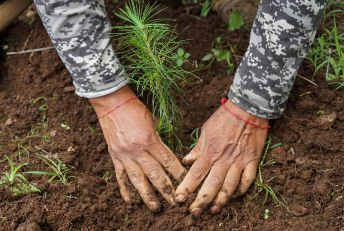 150 mil árboles, meta de reforestación en Nuevo Parangaricutiro