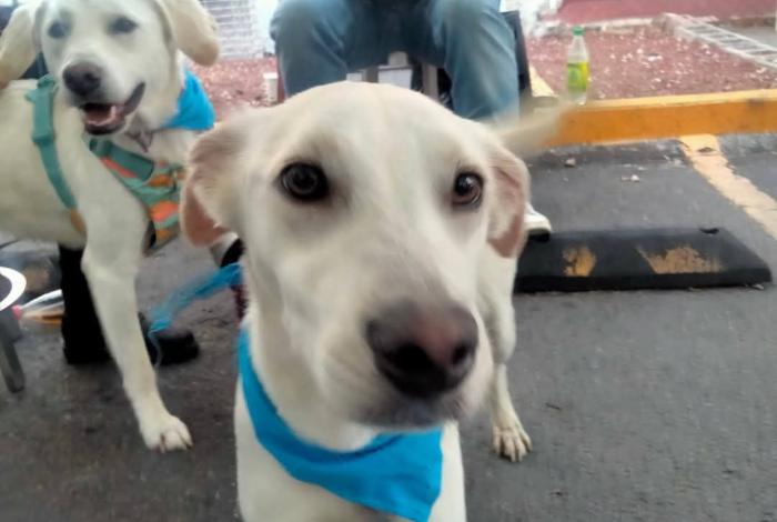 🐕🦺🐕40 corazones peludos esperan familias en Morelia🐕🐕🦺