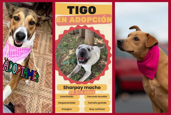 48 almas peludas buscan pasar la Navidad en un nuevo hogar