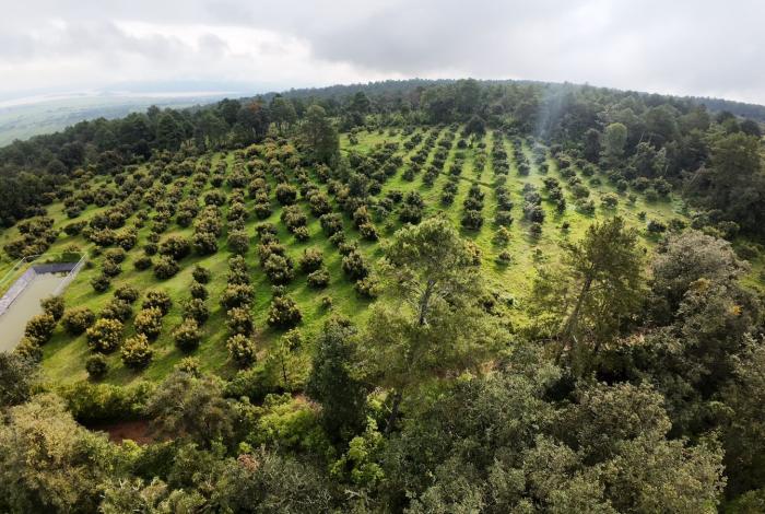 A 2 años de su implementación, Guardián Forestal revoluciona protección ambiental en Michoacán