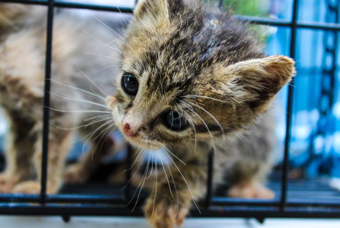 A consulta médica 26 gatitos de la Cofom; hay 11 que pueden ser adoptados
