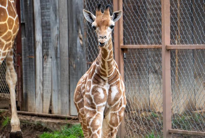 ¡A votar! Abre Zoológico convocatoria para nombrar a su nueva cría de jirafa