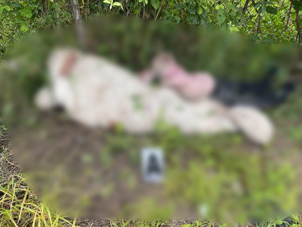 Abandonan cuerpos de dos hombres; fueron asesinados en Apatzingán