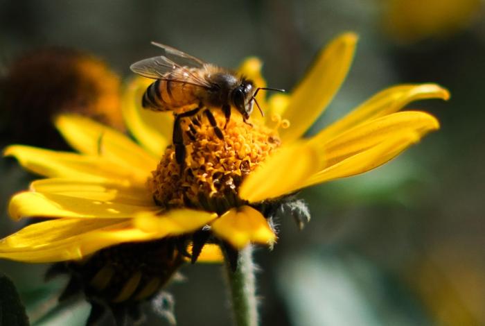 Abejas, polillas, mariposas y murciélagos protagonizarán exposición en Morelia; eliminar estigmas para protegerlos