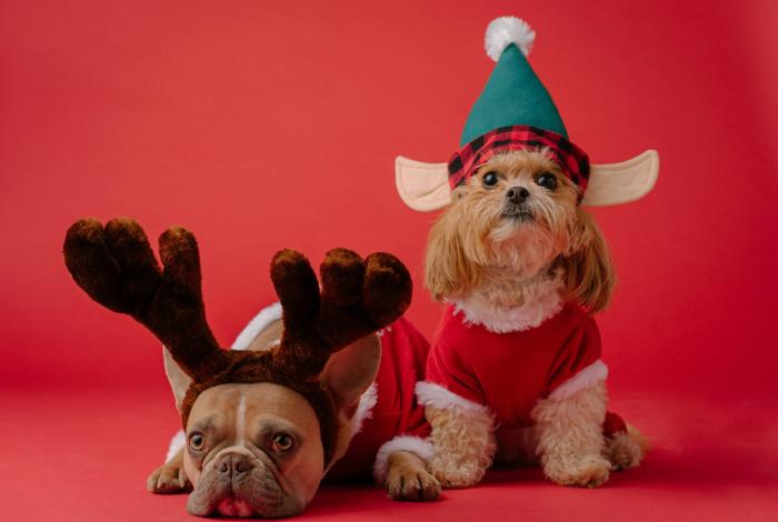 Actividades que puedes realizar con tu perrito en Navidad