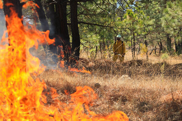 Activos, 8 incendios forestales en Michoacán; brigadas realizan trabajos de control