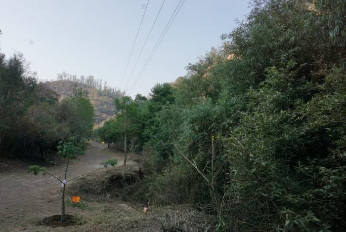Acuerdo oficial contra los bosques