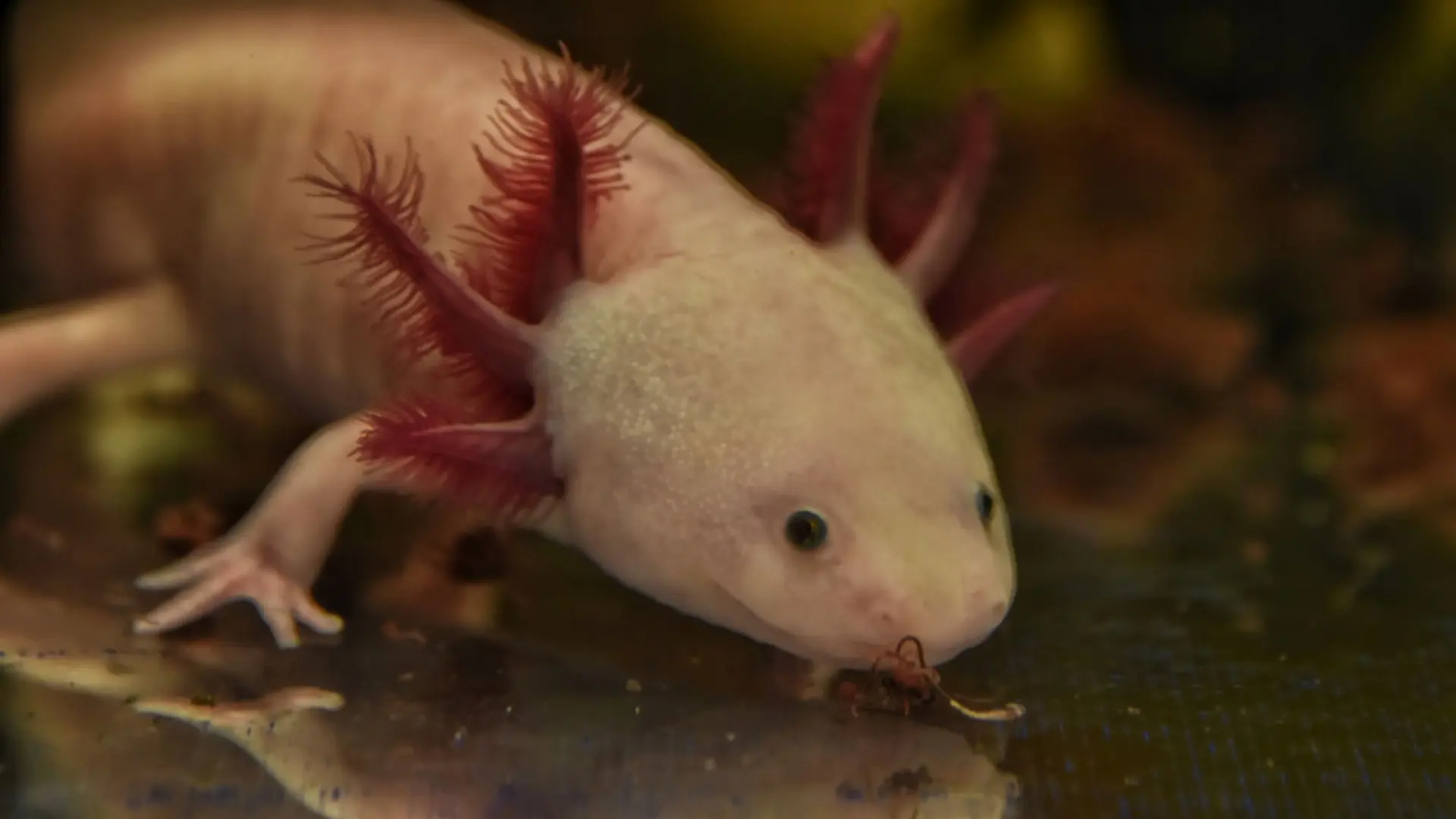 AdoptAxolotl: Iniciativa de la UNAM para apoyar a un ajolote