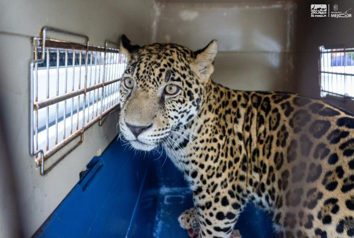 Adquisición de animales silvestres como mascotas, alimenta abandono y maltrato: Zoo