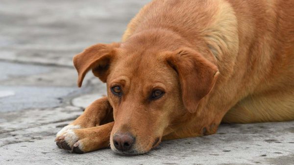 Advierte Ghapad maltrato grave en contra de un perro, en Morelia