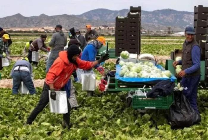 Agricultores advierten que redadas de Trump amenazan la seguridad alimentaria de EUA