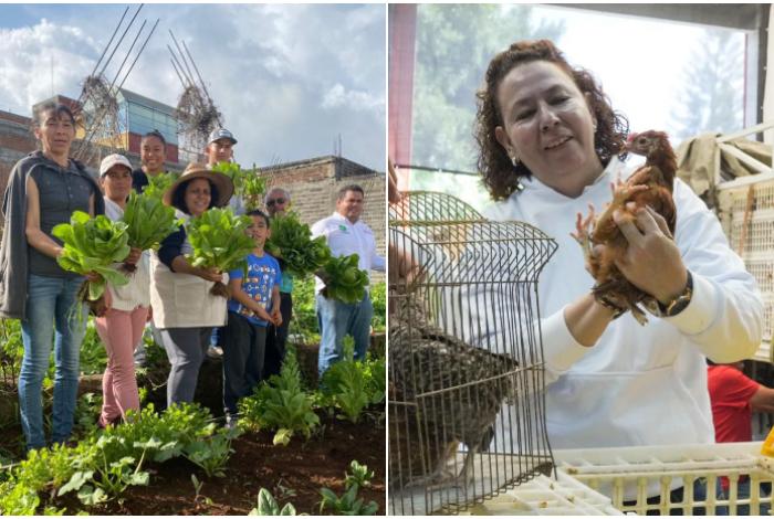  Agrosano ha entregado 150 mil aves e insumos para la soberanía alimentaria de 15 mil familias: Sader