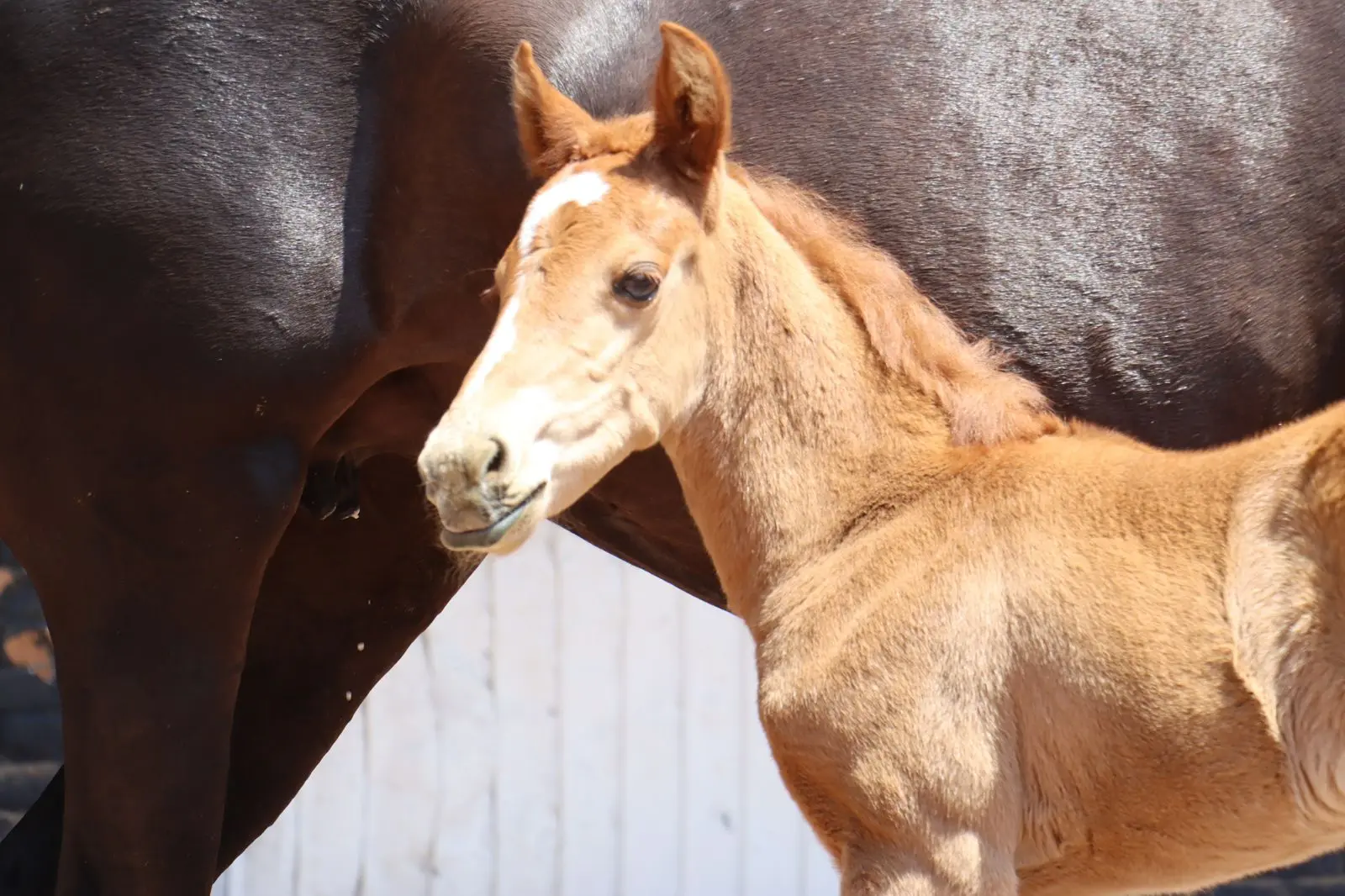 Agrupamiento de Equinos de la Guardia Civil tiene nueva integrante: la potranca Atenea