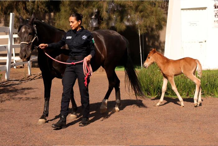 Agrupamiento de Equinos de la Guardia Civil tiene nueva integrante: la potrancaAtenea