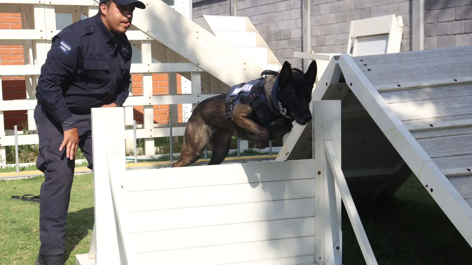 Agrupamiento de Equinos y Caninos se especializa en detección de narcóticos y explosivos: SSP