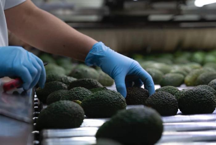 Aguacate michoacano llegará al Super Bowl con sello ambiental