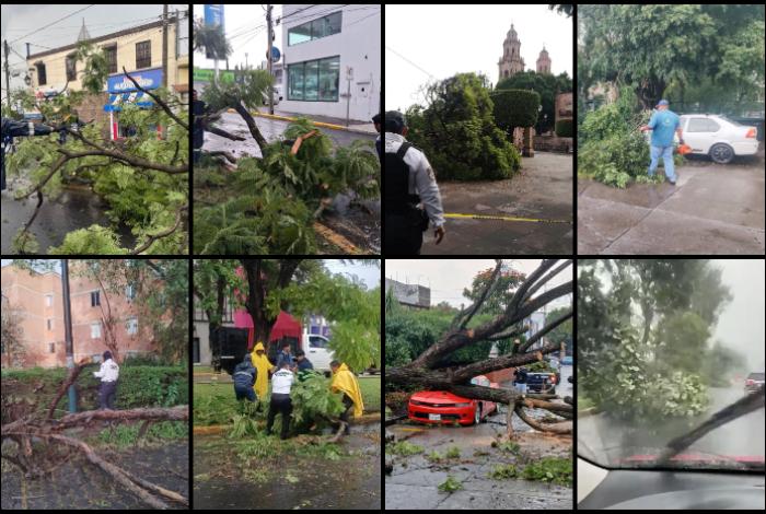 Al menos 8 árboles caídos deja fuerte tormenta en Morelia; dos vehículos perjudicados en el Centro