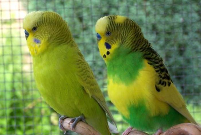 Alerta en Latinoamérica: Tráfico de mascotas exóticas se dispara