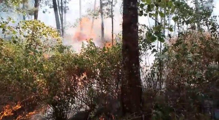 Alerta en Senguio; incendio consume reserva de la Mariposa Monarca