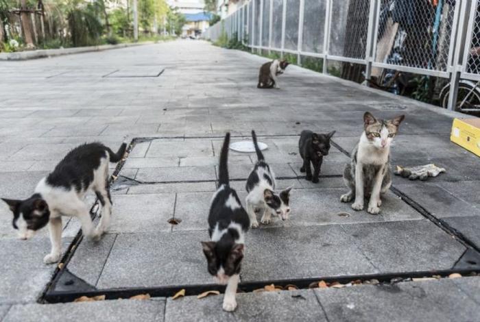 Amarran pirotecnia a gatos en fiesta patronal de Xichú, en Guanajuato