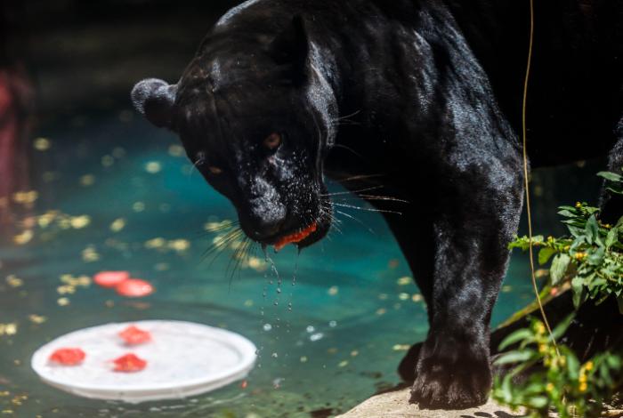 Animales del Bioparque de Río de Janeiro disfrutan de paletas de hielo para combatir el calor