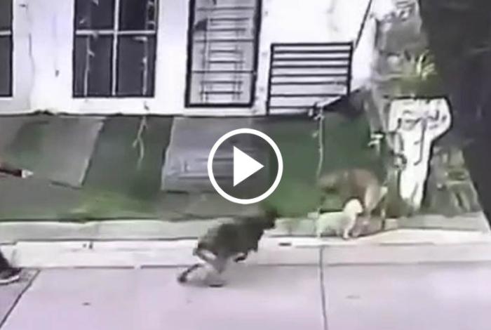 Animalistas exigen investigar agr3sión a perro comunitario en Uruapan