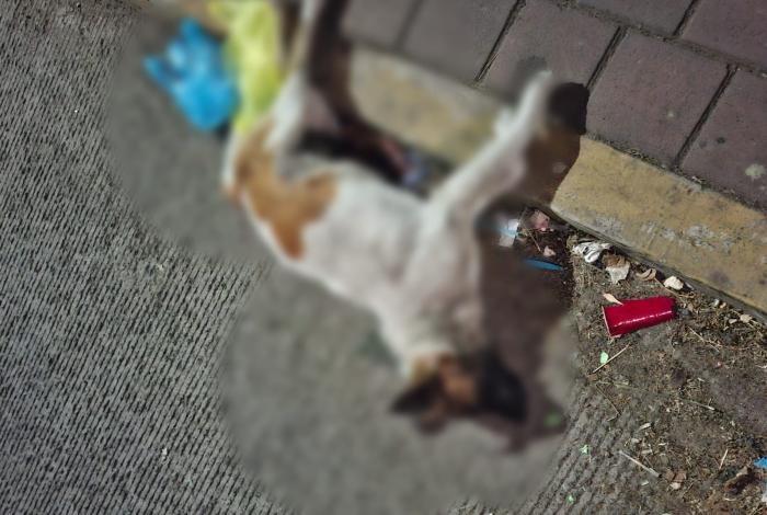 Animalistas lanzan enérgico ‘¡Ya basta!’ ante envenenamiento masivo