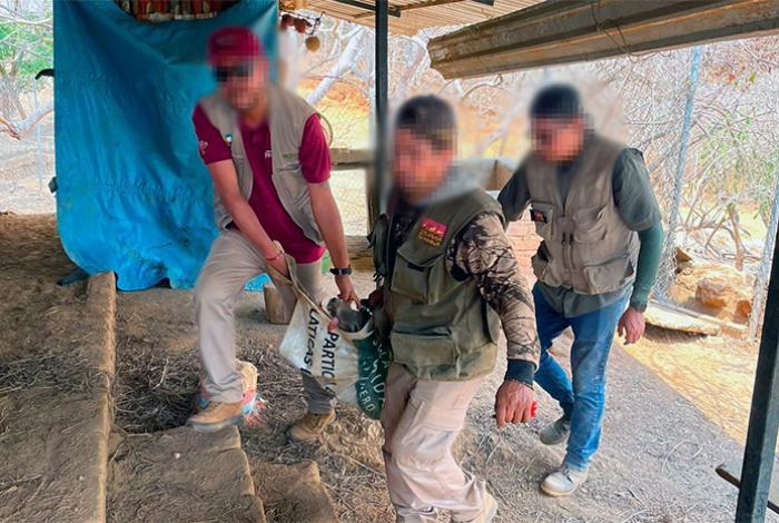 Apoya Zoológico de Morelia con traslado y resguardo de venados decomisados