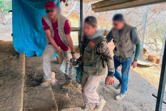 Apoya Zoológico de Morelia con traslado y resguardo de venados decomisados