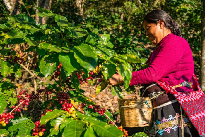 Aranceles de Trump amenazan al café latinoamericano, con precios récord del grano en EUA