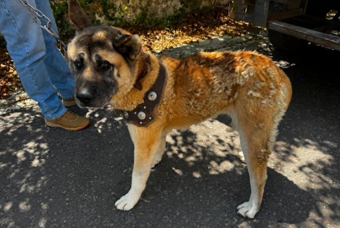 Asegura FGE ejemplar canino durante cateo por presunto maltrato animal en Zitácuaro