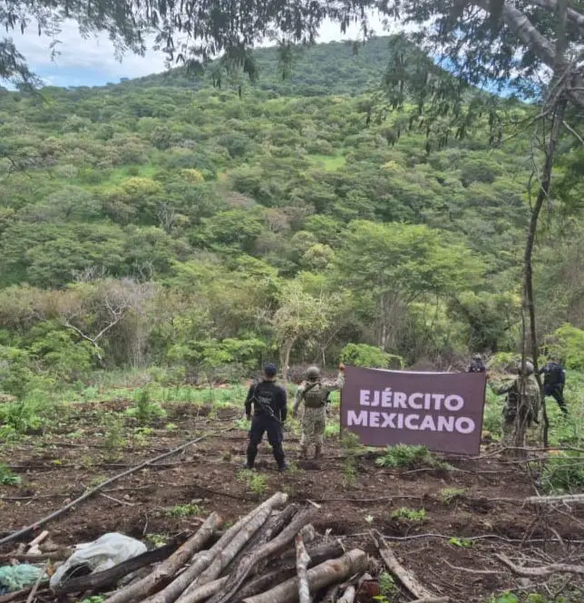  Aseguradas y destruidas 7 toneladas de marihuana en Turicato: SSP
