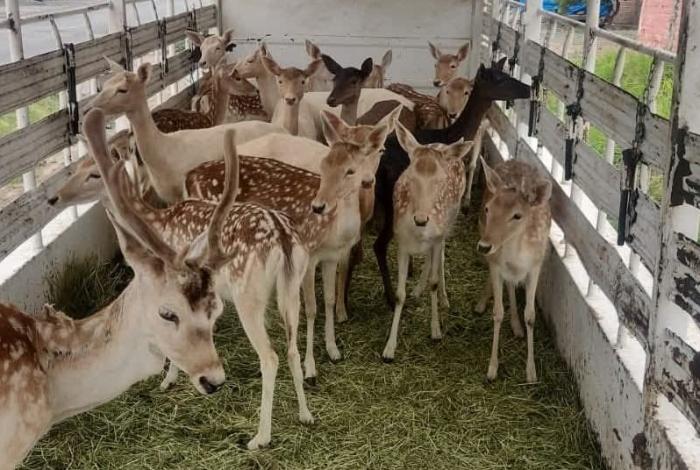 Aseguran 21 venados que transportaban en remolque