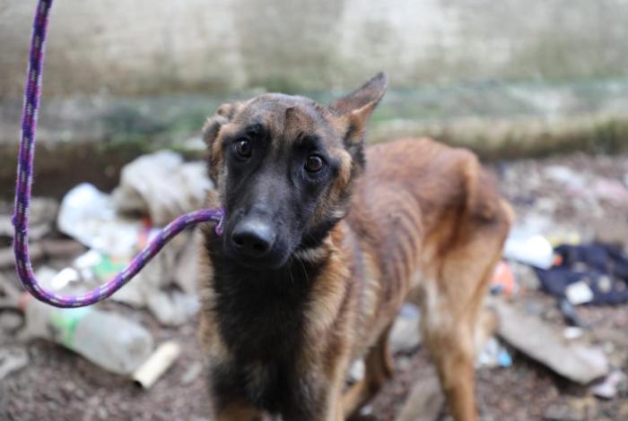 Aseguran 359 seres sintientes en Michoacán e inician de 168 carpetas por maltrato y crueldad animal