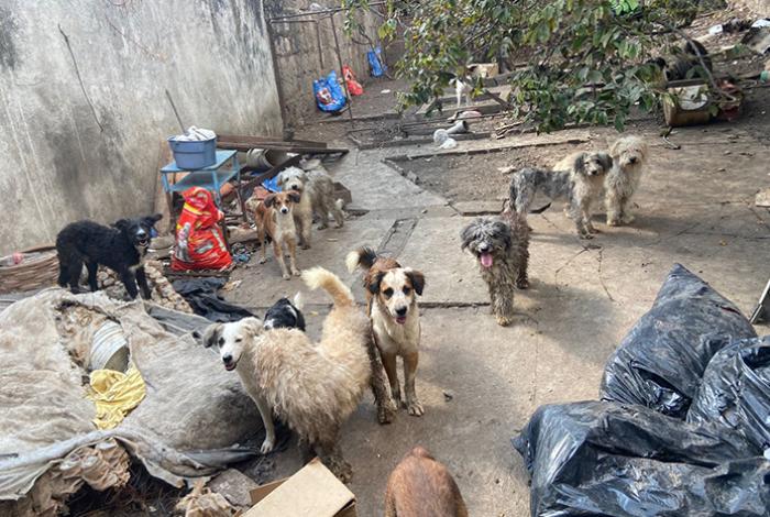 Aseguran 60 perros en una casa de Morelia; refugios para animales ya están a tope