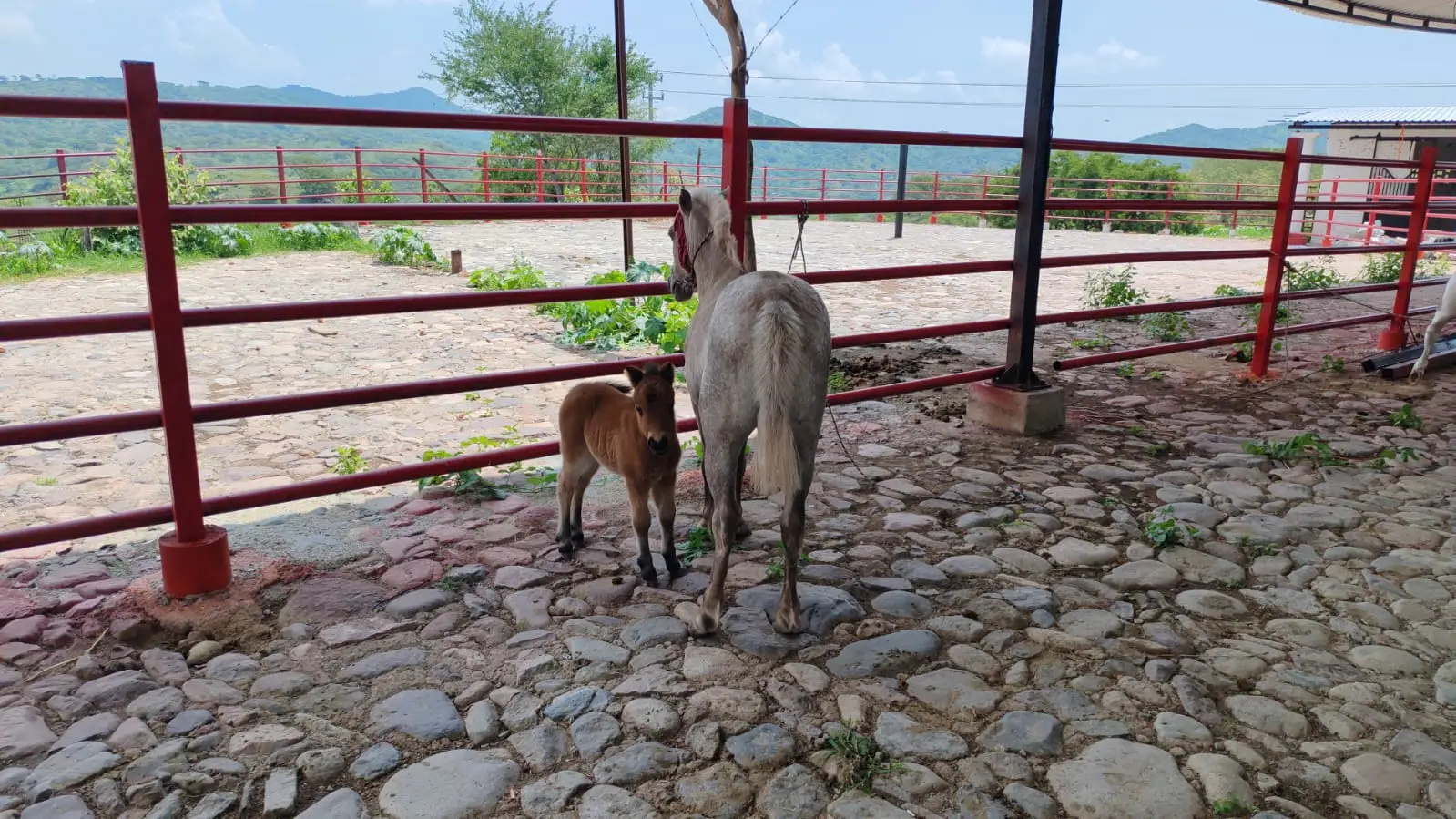 Aseguran a cuatro ponys durante cateo en Arteaga