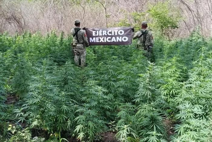 Aseguran cuatro plantíos de marihuana en Arteaga
