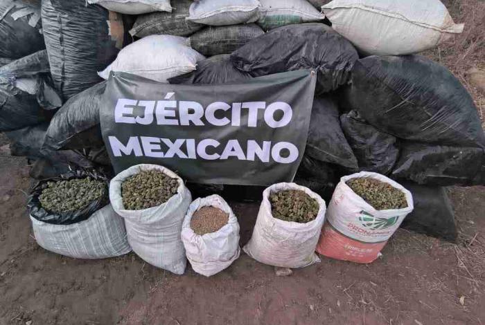 Aseguran más de una tonelada de presunta marihuana en operativo federal en Turicato