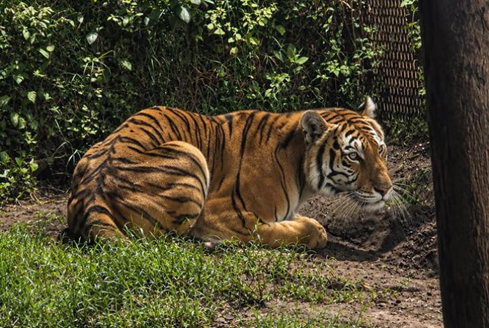 Aseguran un tigre de Bengala, un mono araña y dos cotorros durante cateos en Los Reyes