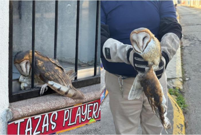 Aseguran una lechuza tras quedar atrapada en una ventana, en Zamora