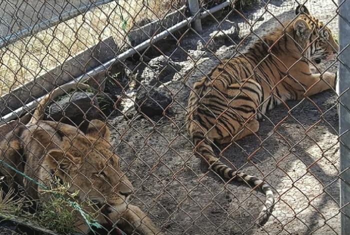 Aseguran una leona africana y un tigre de bengala abandonados en una casa en Jiquilpan