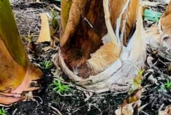 Ases1nan a un campesino en El Ticuiz