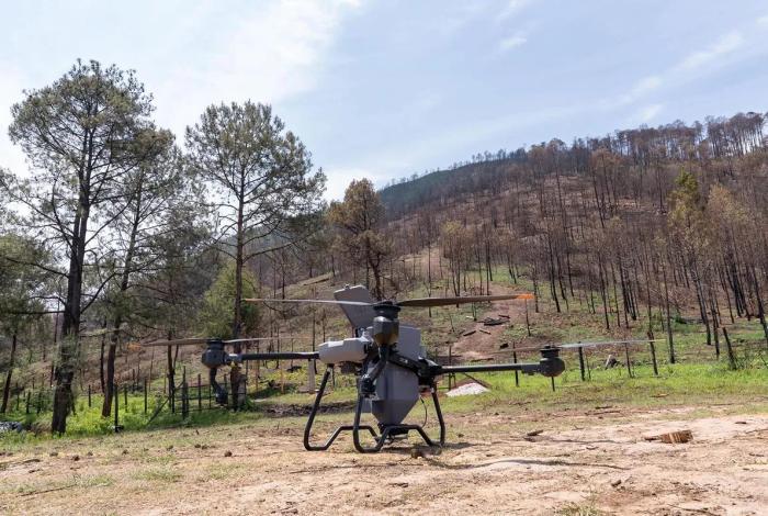 Así es la innovadora técnica de reforestación con drones para recuperar bosques michoacanos: Secma