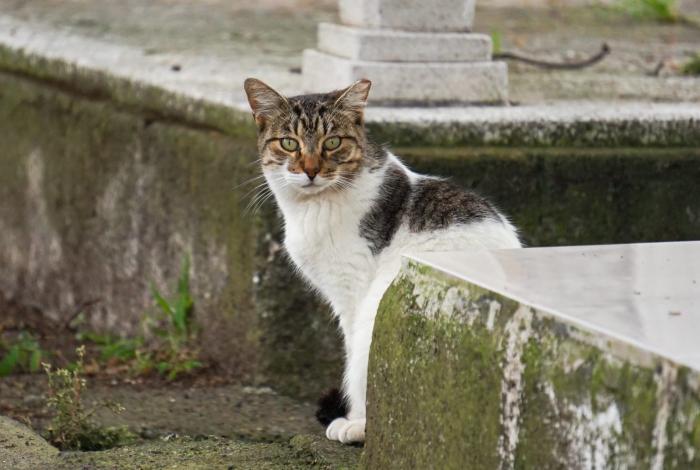 Atiende Impa a michis en el Panteón Civil