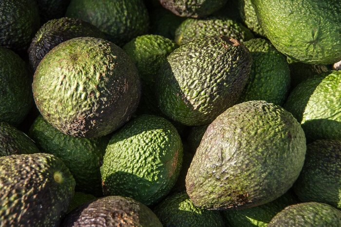  Aumenta 7% producción de aguacate en Michoacán en primeros 8 meses de 2024