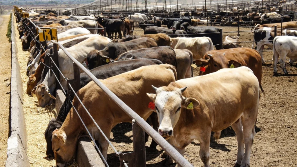 Aumentan casos del gusano barrenador en los EU