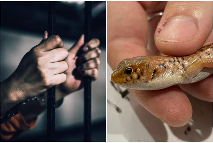 Australiano es condenado a ocho años por traficar con reptiles ocultos en bolsa de palomitas