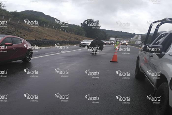 Auto vuelca en la Autopista de Occidente, cerca de Churintzio; una mujer resulta lesionada