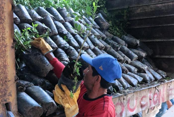 Avanza renovación de huertas de limón en Tierra Caliente