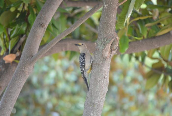 Aves, maravilla de la naturaleza, en Hidalgo